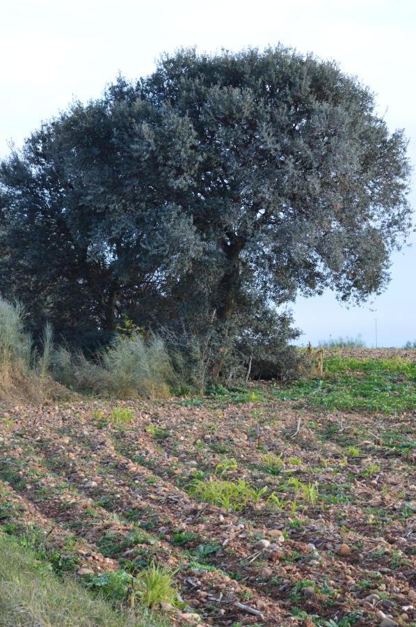 Posada La Reja Malpica de Tajo Exteriér fotografie